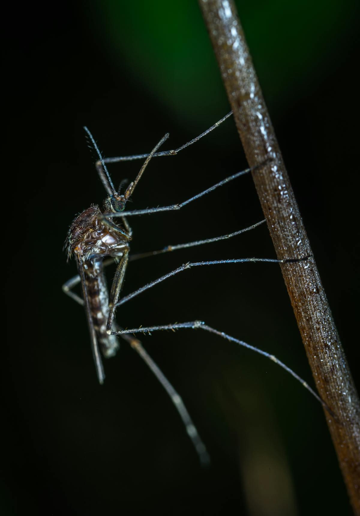 Second Mosquito Application Scheduled for Friday, July 3, 2025